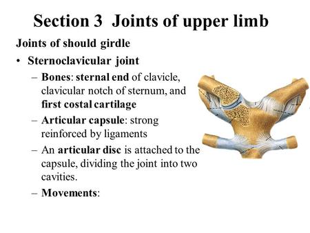 Section 3 Joints of upper limb