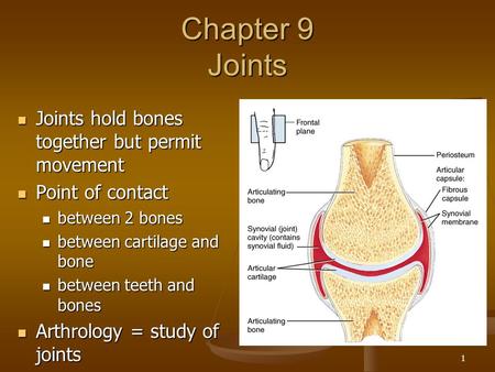 Chapter 9 Joints Joints hold bones together but permit movement