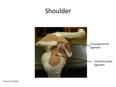 Shoulder Coracoacromial ligament Coracohumeral ligament