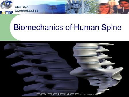 Biomechanics of Human Spine