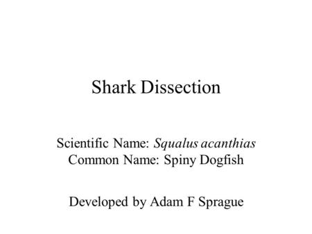 Shark Dissection Scientific Name: Squalus acanthias Common Name: Spiny Dogfish Developed by Adam F Sprague.