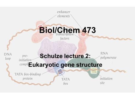 Biol/Chem 473 Schulze lecture 2: Eukaryotic gene structure.
