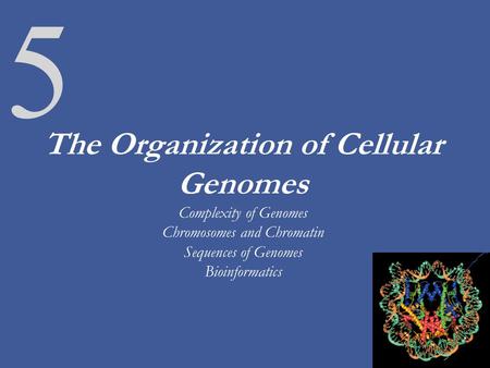 The Organization of Cellular Genomes Complexity of Genomes Chromosomes and Chromatin Sequences of Genomes Bioinformatics As we have discussed for the last.