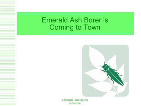 Copyright: The Morton Arboretum Emerald Ash Borer is Coming to Town.