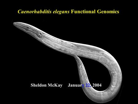 Caenorhabditis elegans Functional Genomics Sheldon McKay January 22, 2004.