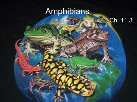 Amphibians Ch. 11.3. What is an Amphibian? An Amphibian is a vertebrate that is ectothermic and spends its early life in water. The word Amphibian means.