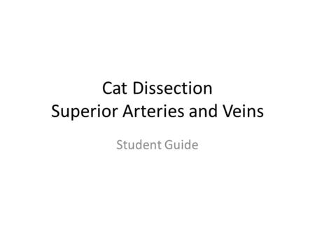 Cat Dissection Superior Arteries and Veins