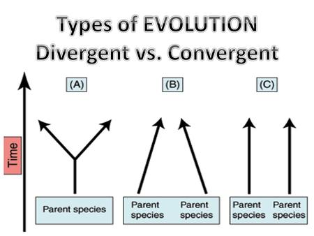 To Diverge means to spread apart. Think of other words that use the same root word. “Dissect, Divide, Divorce” Could two or more different species have.