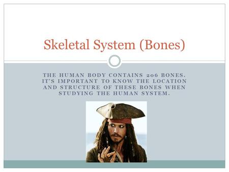 THE HUMAN BODY CONTAINS 206 BONES. IT’S IMPORTANT TO KNOW THE LOCATION AND STRUCTURE OF THESE BONES WHEN STUDYING THE HUMAN SYSTEM. Skeletal System (Bones)