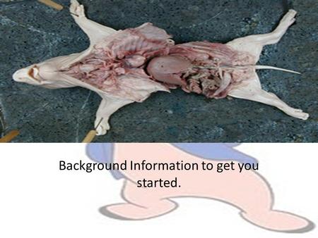 Background Information to get you started.. Why dissection? Dissections are a powerful teaching tool. – To see it is to understand it – unlike 2D diagrams.