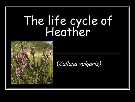 The life cycle of Heather