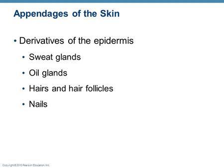 Copyright © 2010 Pearson Education, Inc. Appendages of the Skin Derivatives of the epidermis Sweat glands Oil glands Hairs and hair follicles Nails.
