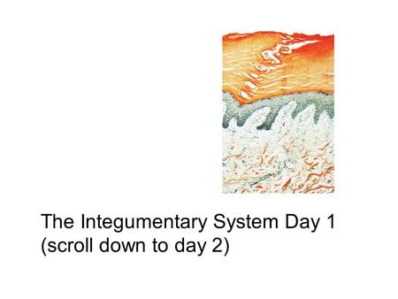 The Integumentary System Day 1 (scroll down to day 2)