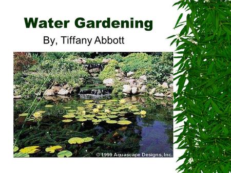 Water Gardening By, Tiffany Abbott. What is Water Gardening?  New Area of Gardening  Can be used in residential, or public areas  Peaceful and relaxing.