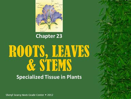 Specialized Tissue in Plants