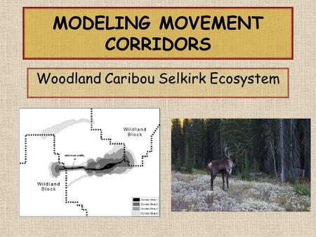 MODELING MOVEMENT CORRIDORS Woodland Caribou Selkirk Ecosystem.