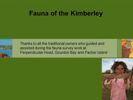 Fauna of the Kimberley Thanks to all the traditional owners who guided and assisted during the fauna survey work at Perpendicular Head, Gourdon Bay and.