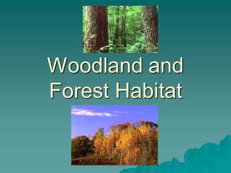 Woodland and Forest Habitat. What is a habitat?  The place where an animal or plant lives.