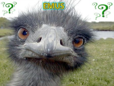 Slides 1.The front cover 2. Contents 3.The main question including dangers emus can cause 4.The 7 families of flightless birds and how long they can live.