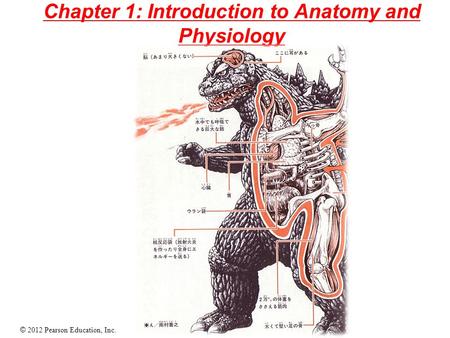 Chapter 1: Introduction to Anatomy and Physiology