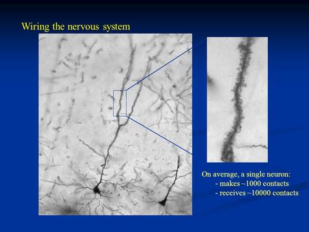 Wiring the nervous system On average, a single neuron: - makes ~1000 contacts - receives ~10000 contacts.