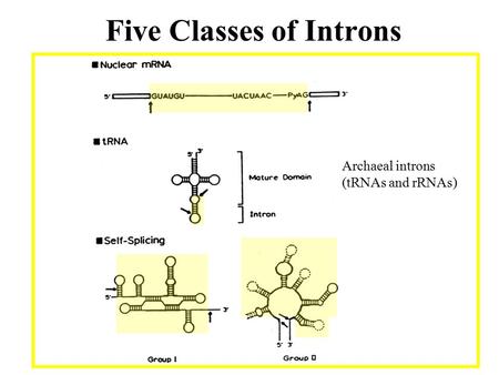 Five Classes of Introns