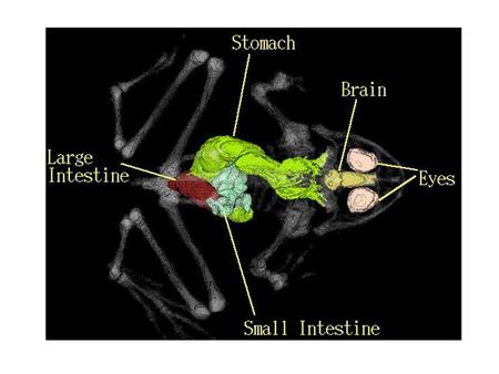 Internal Anatomy of the Frog