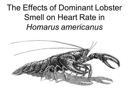 The Effects of Dominant Lobster Smell on Heart Rate in Homarus americanus.