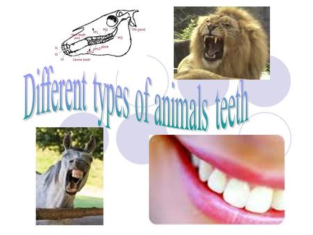 Different types of animals teeth