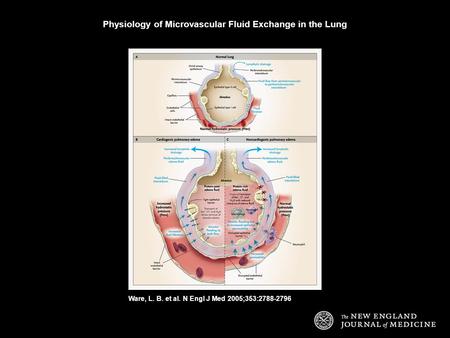 Ware, L. B. et al. N Engl J Med 2005;353:2788-2796 Physiology of Microvascular Fluid Exchange in the Lung.
