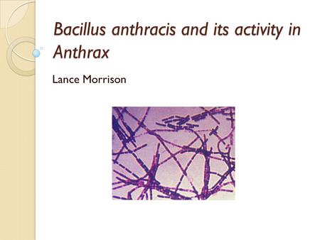 Bacillus anthracis and its activity in Anthrax