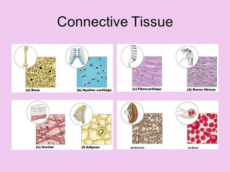 Connective Tissue.