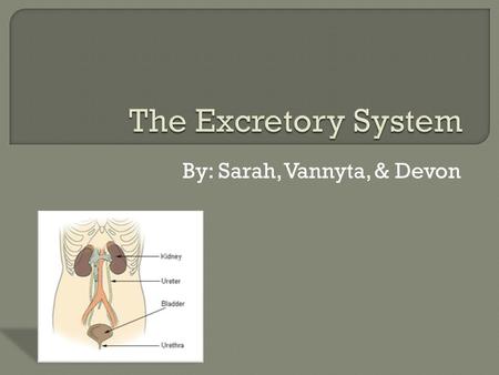 By: Sarah, Vannyta, & Devon. 1. The excretory system’s role in the human body. 2. The levels of organization in humans. 3. How the excretory system is.