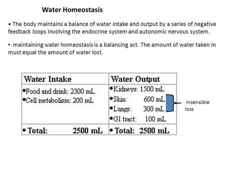 Water Homeostasis • The body maintains a balance of water intake and output by a series of negative feedback loops involving the endocrine system and autonomic.