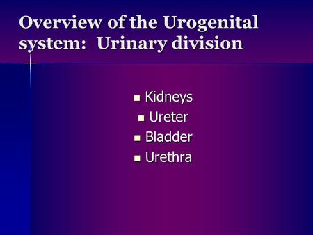 Overview of the Urogenital system: Urinary division Kidneys Kidneys Ureter Ureter Bladder Bladder Urethra Urethra.