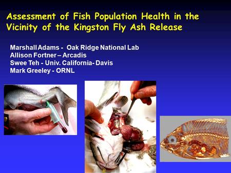 Assessment of Fish Population Health in the Vicinity of the Kingston Fly Ash Release Marshall Adams - Oak Ridge National Lab Allison Fortner – Arcadis.