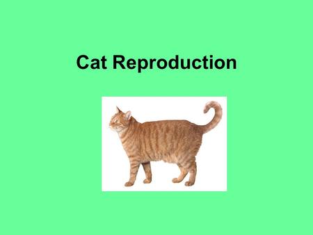 Cat Reproduction. Estrus and Heat Period 1 st Heat - 5-12 months of age - Induced by lengthening daylight/rising temperatures - Heat period lasts 9-10.