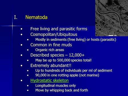 I.Nematoda Free living and parasitic formsFree living and parasitic forms Cosmopolitan/UbiquitousCosmopolitan/Ubiquitous Mostly in sediments (free living)