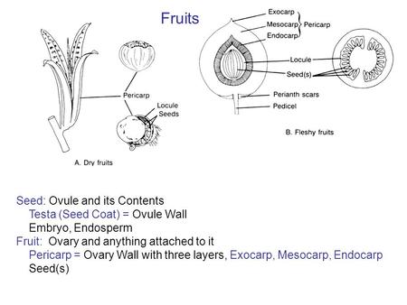 Fruits Seed: Ovule and its Contents Testa (Seed Coat) = Ovule Wall