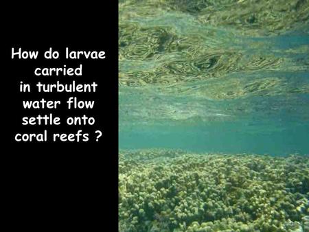 How do larvae carried in turbulent water flow settle onto coral reefs ?