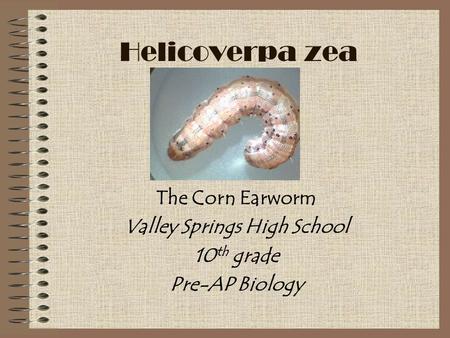 The Corn Earworm Valley Springs High School 10th grade Pre-AP Biology