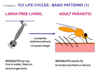 FLY PARASITES FLY LIFE CYCLES - BASIC PATTERNS (1) LARVA FREE LIVING, ADULT PARASITIC MOSQUITO larvae live in water, feed on microorganisms MOSQUITO adults.