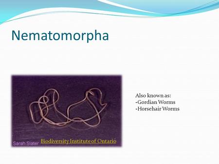 Nematomorpha Biodiversity Institute of Ontario Also known as: -Gordian Worms -Horsehair Worms.