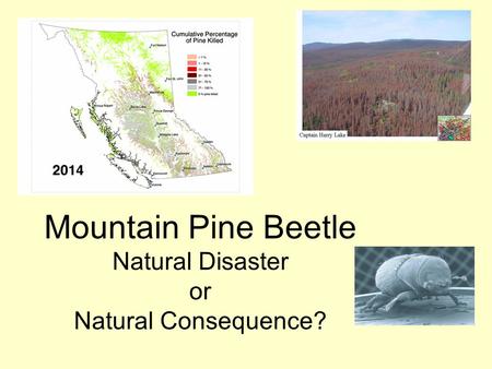 Mountain Pine Beetle Natural Disaster or Natural Consequence?
