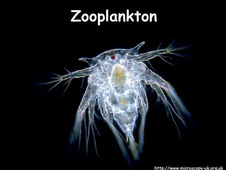 Zooplankton  Planktos: “drifts” in greek Their distribution depends on currents and gyres Certain zooplankton can swim.