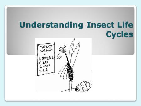 Understanding Insect Life Cycles. What is a Life Cycle? A life cycle is the continuous sequence of changes undergone by an organism from beginning of.