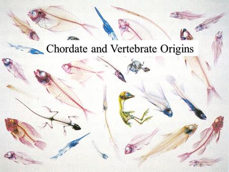 Chordate and Vertebrate Origins