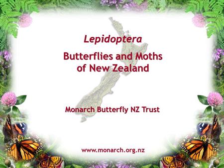 Lepidoptera Butterflies and Moths of New Zealand