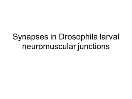 Synapses in Drosophila larval neuromuscular junctions