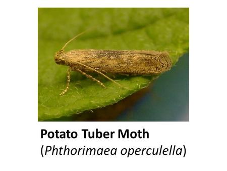 Potato Tuber Moth (Phthorimaea operculella)